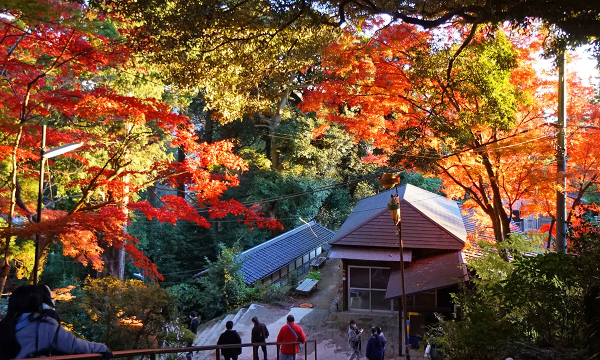 筑波山,紅葉,時期,見頃,いつ